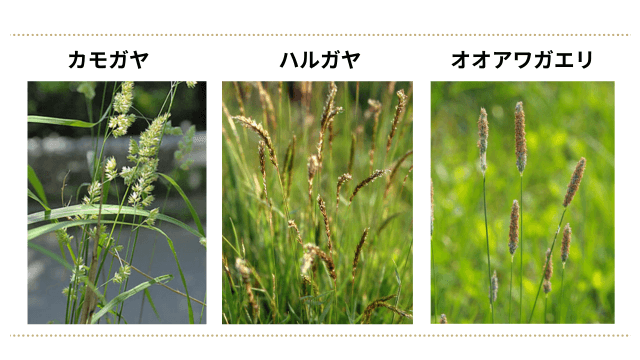イネ科の植物